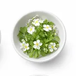 Bacopa Monnieri